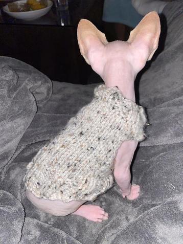 Handmade trui kitten jong katje Sphynx kat Rex Naaktkat beschikbaar voor biedingen
