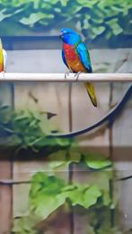 Koppel splendid parkieten, Dieren en Toebehoren, Meerdere dieren, Parkiet