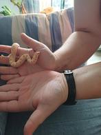 Haakneus slang, Dieren en Toebehoren, Reptielen en Amfibieën, Slang, Met terrarium, 0 tot 2 jaar