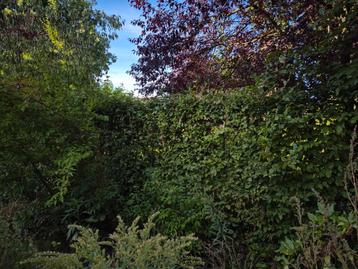 Haagbeuk 210 hoog, 13 strekkende meter beschikbaar voor biedingen
