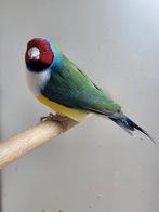 Gouldamadine wildkleur, split blauw, zie beschrijving, Mannelijk, Geringd