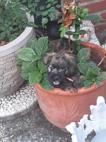 Cairn terrier pups te koop ( NCTC) beschikbaar voor biedingen