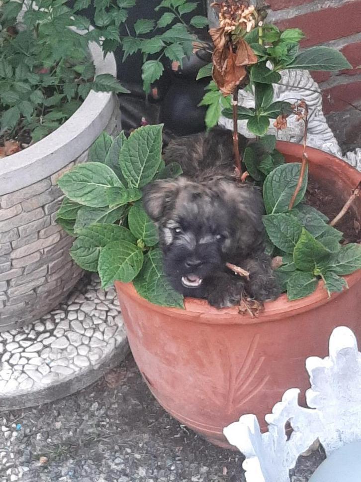 Cairn terrier pups te koop ( NCTC), Dieren en Toebehoren, Honden | Jack Russells en Terriërs, Reu, Overige rassen, Fokker | Professioneel