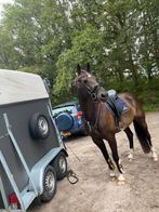 15 jarige merrie van Uphill, Dieren en Toebehoren, Paarden, 170 tot 175 cm, 11 jaar of ouder, Merrie, L