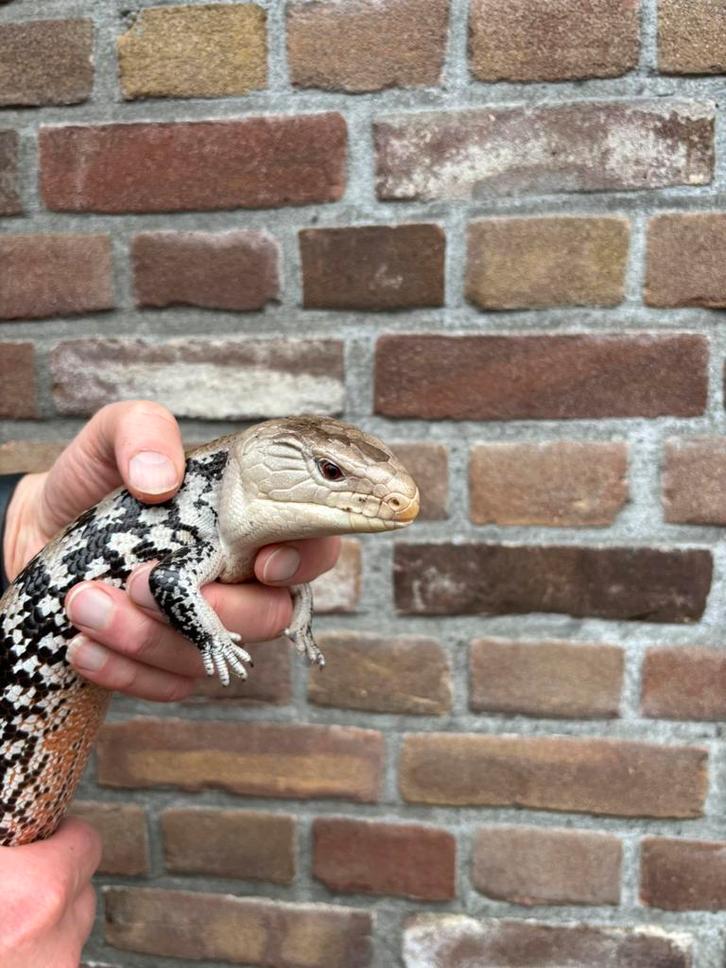 Mooie blauwtongskink te koop