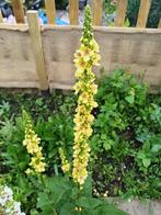 Verbascum Chaixii 16 candles, Ophalen of Verzenden, Voorjaar, Volle zon, Zaad