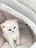 Britse Korthaar, Poes, 0 tot 2 jaar
