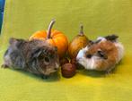 2 knappe beertjes, Dieren en Toebehoren, Knaagdieren, Cavia, Mannelijk, Tam, Oktober