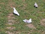 DUIVEN 3 STUKS., Dieren en Toebehoren, Meerdere dieren, Overige soorten