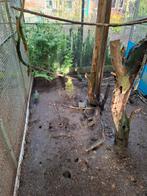 Jong Groenvleugel Duifje, Dieren en Toebehoren, Vogels | Duiven, Vrouwelijk, Overige soorten