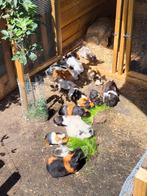 Jonge cavia's, Cavia, Juli, Meerdere dieren, Tam