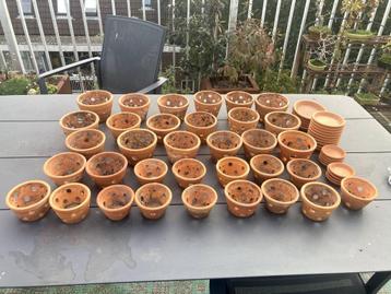 Collectie orchideen potjes  beschikbaar voor biedingen