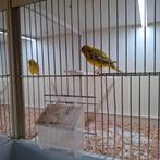 te koop 3 agaat kanaries, Dieren en Toebehoren