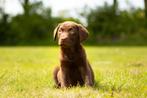 Labrador choco, Dieren en Toebehoren, Honden | Retrievers, Spaniëls en Waterhonden, Particulier, Rabiës (hondsdolheid), Meerdere
