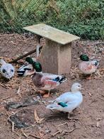 Te koop kwakertjes met korte snavel, Dieren en Toebehoren, Pluimvee, Mannelijk, Eend