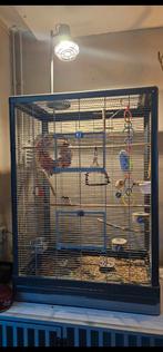 Harlekijn kanaries, Ophalen, Zo goed als nieuw, Metaal, Vogelkooi