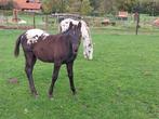 Zwart/donkerbruin sjabrakbonte appaloosa mag verhuizen, Dieren en Toebehoren, Paarden, Hengst, Minder dan 160 cm, 0 tot 2 jaar