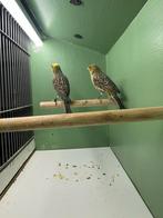 Lizard kanarie koppel, Dieren en Toebehoren, Vogels | Kanaries, Meerdere dieren, Kleurkanarie