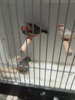 Koppels split charcoal zebravinken xl tot xxl, Meerdere dieren