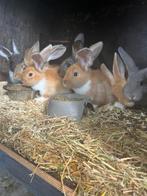 Jonge konijnen, Dieren en Toebehoren, Konijnen, Meerdere dieren, Middelgroot, Hangoor, 0 tot 2 jaar