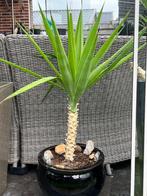 Plant, Huis en Inrichting, Ophalen, Palm, Halfschaduw, In pot