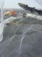Guppy, Dieren en Toebehoren, Ophalen, Overige typen
