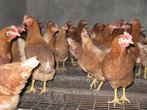 leg kippen, Dieren en Toebehoren, Pluimvee, Vrouwelijk, Kip