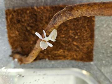 Hymenopus Coronatus Orchidee Bidsprinkhaan beschikbaar voor biedingen