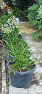 Agapanthus,  Afrikaanse Lelie, bruidsbloem blauw Bloeiend., Ophalen, Zomer, Overige soorten, Volle zon