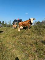 Zoogstel te koop, Dieren en Toebehoren, Vrouwelijk, 7 tot 10 jaar