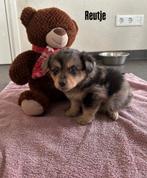 Corgi x teckel x pomeriaan pups puppys, Parvo, 8 tot 15 weken, Meerdere, Meerdere dieren