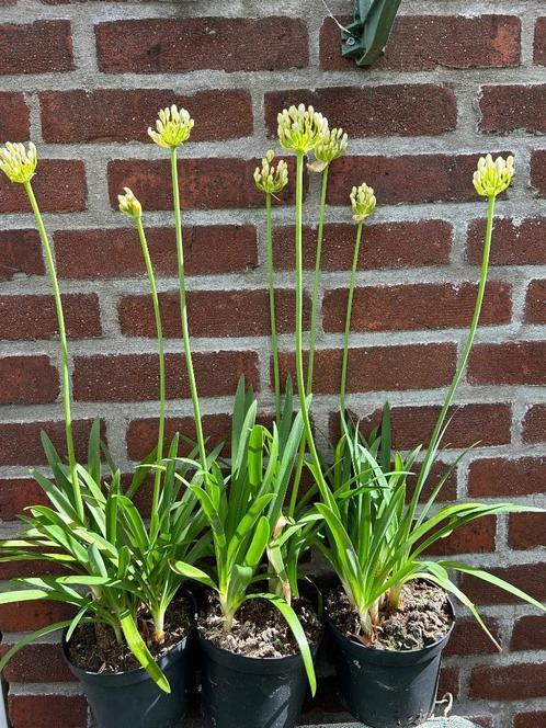 Agapanthus “Withney”, wit, Tuin en Terras, Planten | Tuinplanten, Vaste plant, Overige soorten, Volle zon, Zomer, Ophalen