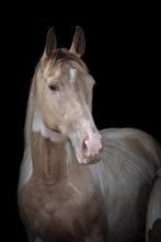 Bloedmooie Champagne bonte merrie, Dieren en Toebehoren, Pony's, Merrie, E pony (1.48m - 1.57m), Gechipt, 3 tot 6 jaar