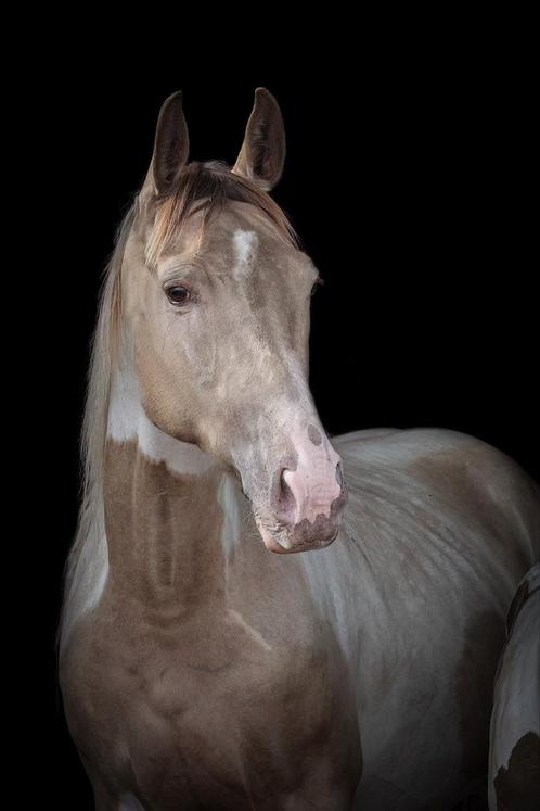Bloedmooie Champagne bonte merrie, Dieren en Toebehoren, Pony's, Merrie, E pony (1.48m - 1.57m), 3 tot 6 jaar, Met stamboom, Gechipt