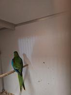 Koppel turqusine parkieten, Meerdere dieren, Parkiet