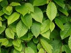Carpinus betulus, beukenhaag, haagbeuk, bladverliezende beuk, Ophalen of Verzenden, Beukenhaag, Struik, 100 tot 250 cm