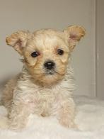 Prachtige Maltipoo pups, Parvo, Maltezer, 8 tot 15 weken, Meerdere