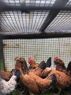 Kriel kippen 5 hennen met 1 haan, Dieren en Toebehoren, Pluimvee, Meerdere dieren, Kip