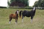 Prachtige 3-jarige Welsh A merrie en hengstveulen, Dieren en Toebehoren, Pony's, Merrie, Recreatiepony, 0 tot 2 jaar