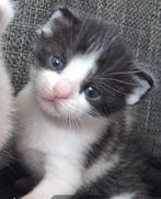 Nog drie prachtige zwart witte kittens, Dieren en Toebehoren, Katten en Kittens | Overige Katten, Meerdere dieren