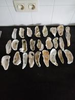 25 x Extra Oesterschelpen maat XL / XXXL gewassen/gespoeld., Ophalen of Verzenden, Schelp(en)