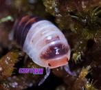 Cubaris sp. White Shark isopods / pissebedden, Dieren en Toebehoren, Overige soorten