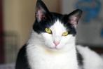 Karaktervolle kat zoekt een eigen stulpje, Dieren en Toebehoren, Katten en Kittens | Overige Katten, Poes, Kortharig, 3 tot 5 jaar