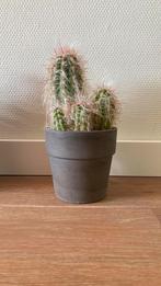 Cactus, Huis en Inrichting, Kamerplanten, Cactus, Minder dan 100 cm, Ophalen of Verzenden, In pot