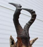 Opgezette kop RED HARTEBEEST antilope (gewei), Ophalen, Zo goed als nieuw, Wild dier, Opgezet dier