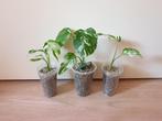 Baby Monstera Deliciosa Alba variegated, rare kamerplantje, Overige soorten, Ophalen of Verzenden, In pot, Minder dan 100 cm
