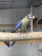 Brown Rosella, Dieren en Toebehoren, Vogels | Parkieten en Papegaaien, Mannelijk, Parkiet