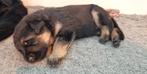 Prachtige reu Duitse herder te koop, Dieren en Toebehoren, Honden | Herdershonden en Veedrijvers, Reu, 8 tot 15 weken, Eén hond