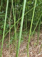 Te koop Bamboe, Ophalen of Verzenden