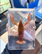 Opgezette rode kreeft taxidermie opgezette dieren in hars, Verzamelen, Ophalen of Verzenden, Vogel, Opgezet dier